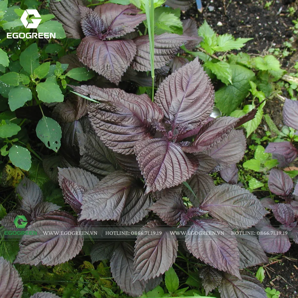 Cây tía tô tượng trưng cho sự bảo vệ.